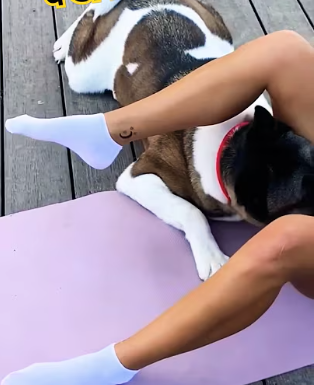 Workout Interrupted: When Your Dog Becomes Your Unplanned Gym Buddy