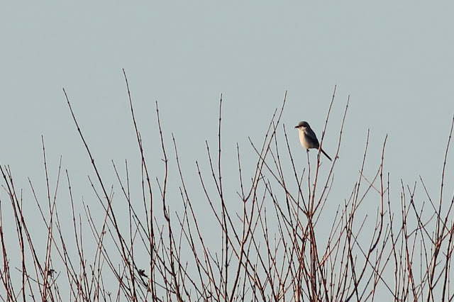 Great Grey Shrike, Wistow Clough