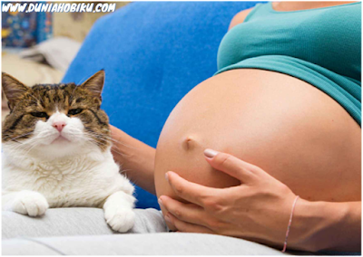 toksoplasma kucing dan wanita hamil