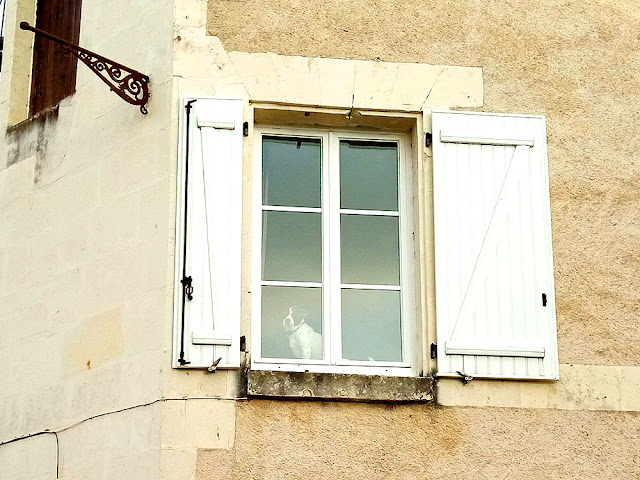 Dog in a window, Indre et Loire, France. Photo by Loire Valley Time Travel.