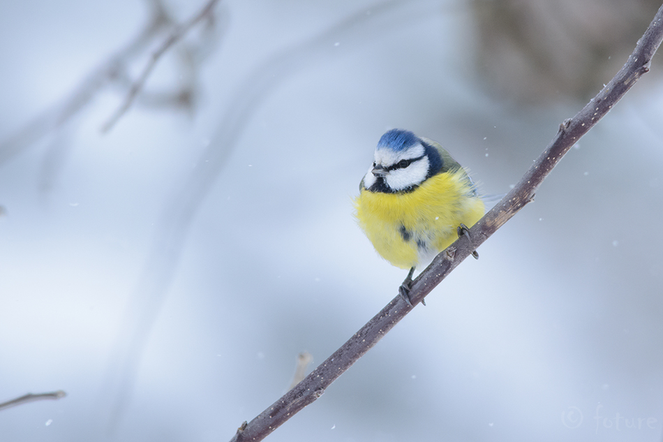 Sinitihane, Cyanistes caeruleus, Eurasian blue tit, tihane