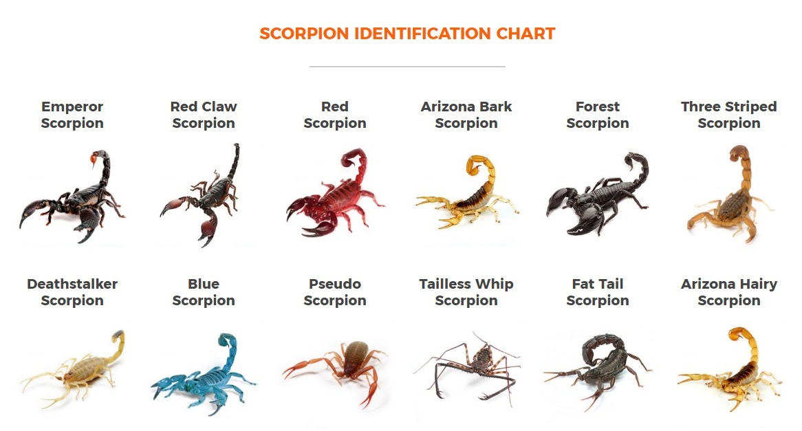 Scorpion Composition Of Scorpion Venom Deathstalker Scorpio... 