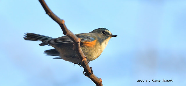 宮城の野鳥