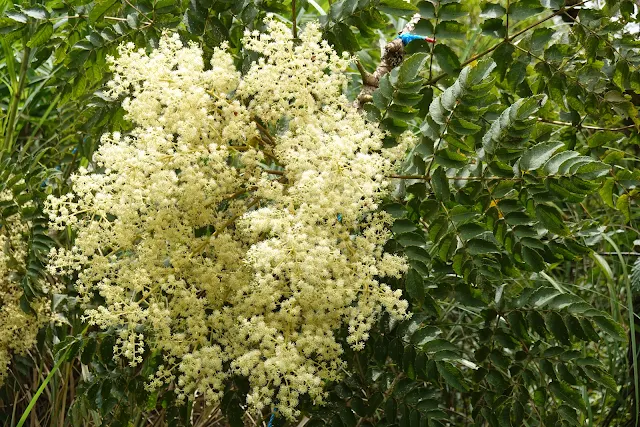 食茱萸開花