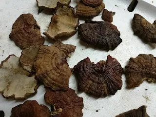 Ganoderma Mushroom Supplier in Azerbaijan