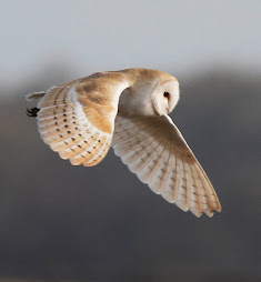 Barn Owl