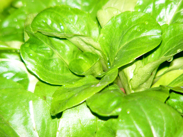 Lambs lettuce. Photo by Loire Valley Time Travel.