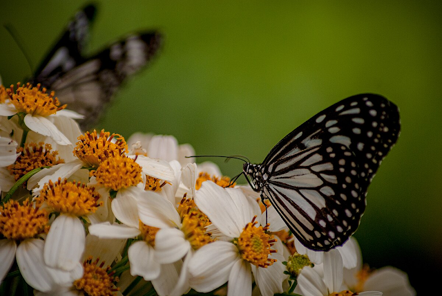 India's First Butterfly Sanctuary Inaugurated in Kerala's Aralam Forest India's First Butterfly Sanctuary Inaugurated in Kerala's Aralam Forest