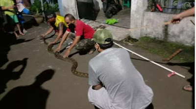 Warga ciputat digegerkan temuan ular pitan tiga meter di selokan perumahan