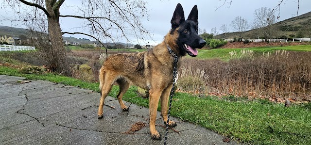 Happy First Birthday Akira! 🐶