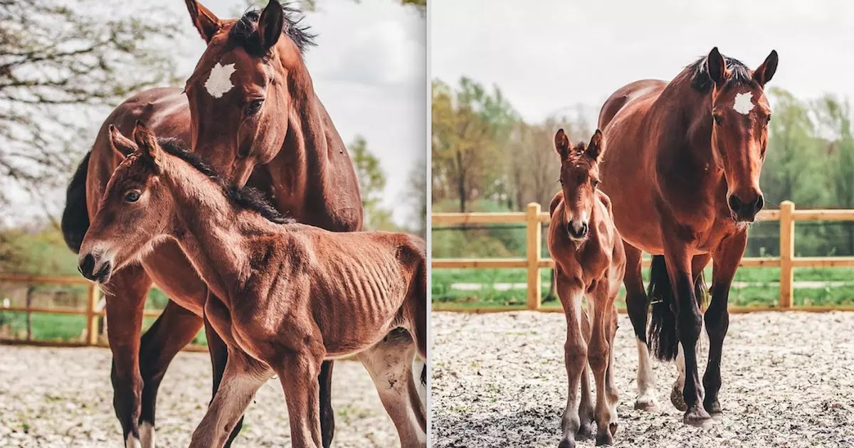 Love Blossoms Between A Mare That Lost Her Foal And A Foal Who Had Lost Its Mother