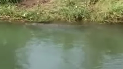 Seekor Buaya Terlihat di Sungai Dekat Pemukiman Warga Lubuk Begalung