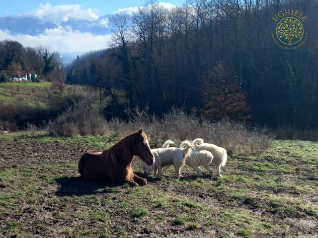 Ughieia: cavallo con cani