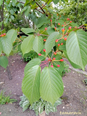 Вишня сахалинская / Вишня Саржента (Cerasus sachalinensis, =Cerasus sargentii)