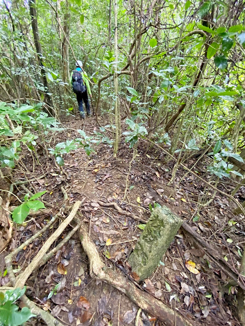 往高士佛山、千年茄苳神木