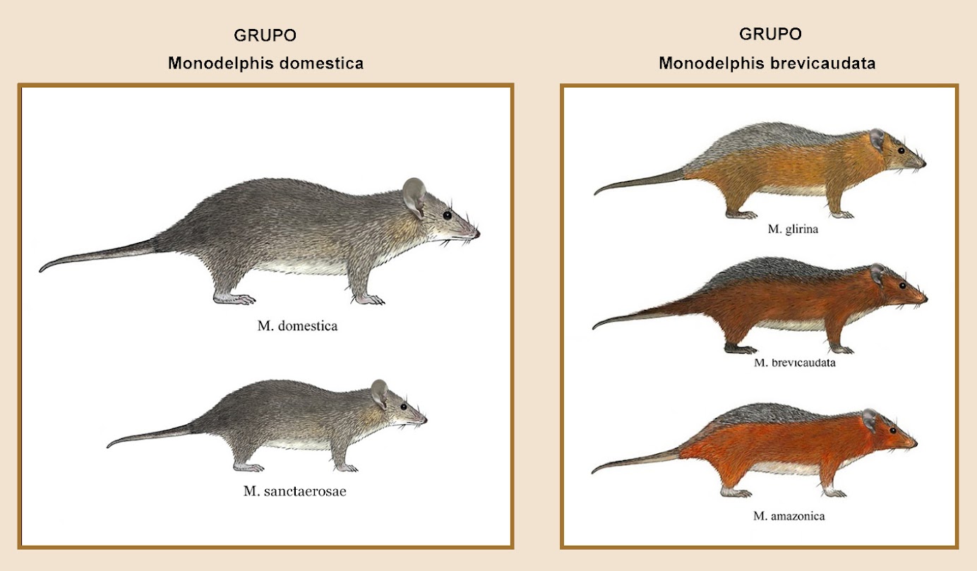 Grupo M. domestica e Grupo M. brevicaudata