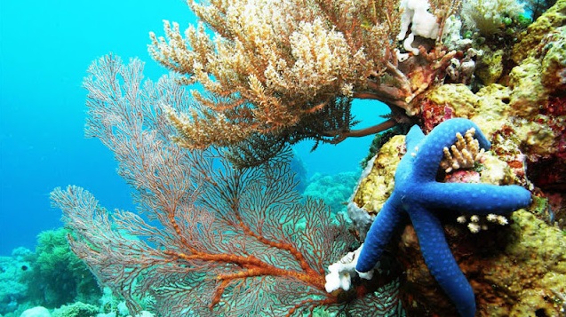 Bunaken Island Underwater Paradise