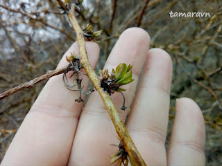 Принсепия китайская / Плоскосемянник китайский (Prinsepia sinensis, =Plagiospermum sinense)