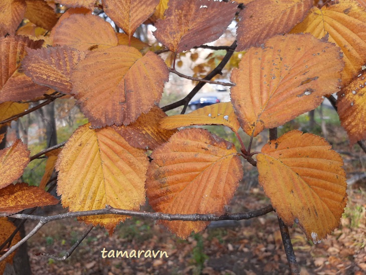 Мелкоплодник ольхолистный / Рябина ольхолистная (Micromeles alnifolia, =Sorbus alnifolia)