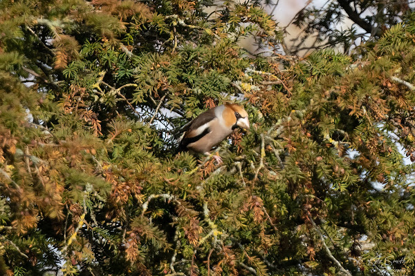 Hawfinch