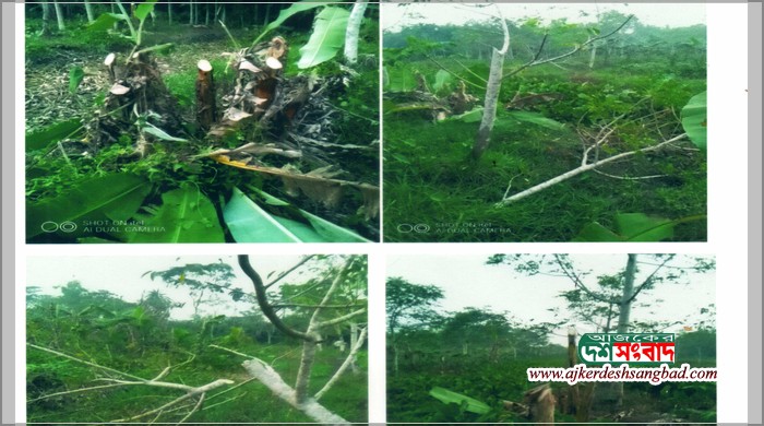 ঝালকাঠির কীর্ত্তিপাশা ইউনিয়নে কৃষিজাত ফলজ বৃক্ষের সাথে এ কেমন শত্রুতা!!