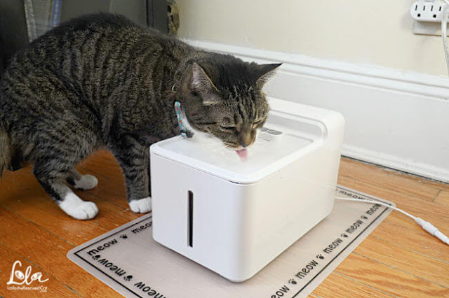 Tabby cat with the Laika Pets water fountain