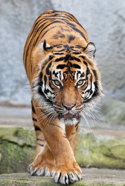 Animal Wallpaper images for Mobile phone || Background images