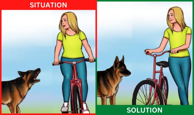 If you are skating or riding a bike, the stray dog finds you to be incredibly attractive