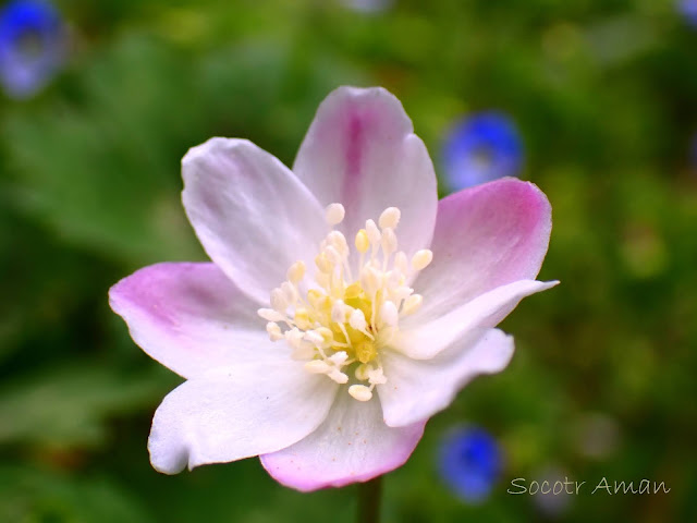 Anemone flaccida