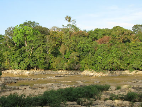 Southeastern Indochina Dry Evergreen Forests