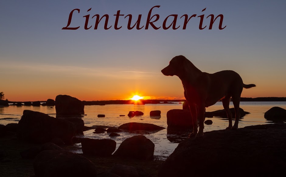 Lintukarin