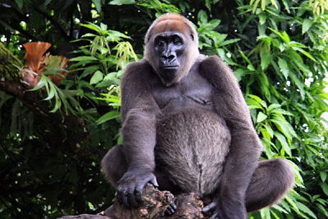 Entre os grandes macacos o Gorila do Rio Cross é o mais ameaçado do mundo.