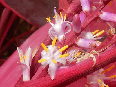 朱蕉的花