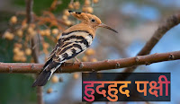 Hudhud bird in hindi