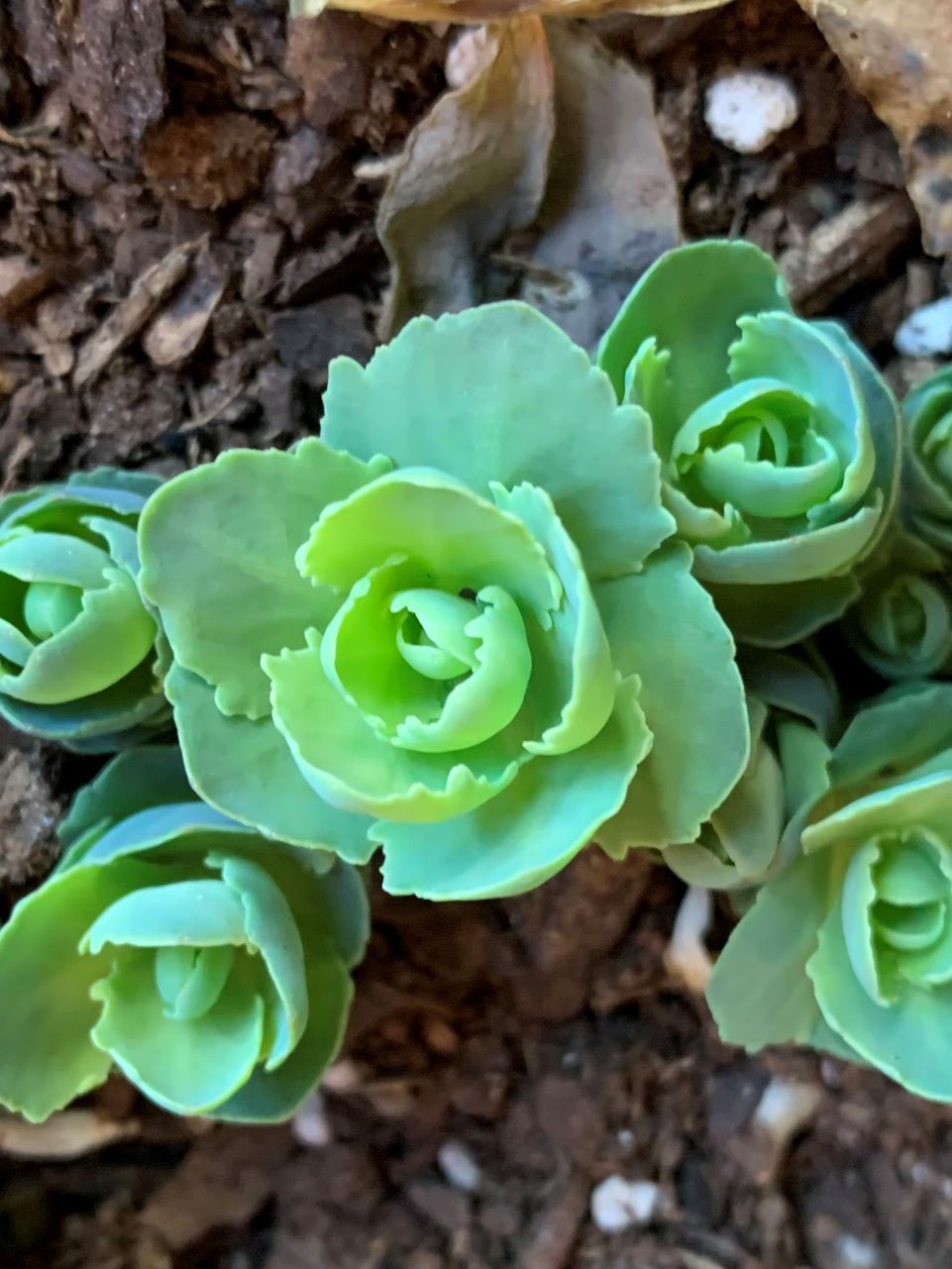 Hens and chicks plant in my container garden