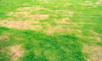 fungicides for lawns, grass fungus treatment baking soda, turf fungicide, organic lawn fungus control, turf fungicides, organic fungicide for lawns, centipede grass fungus, black spots on lawn, black spots in grass, best fungicide for lawn rust, best fungicide for lawns, fungus on grass, fungus treatment for grass, fungicide treatment for lawn, fungus in grass, grass fungus treatments, grass fungus types, yard disease, fungus lawn treatment, lawn fungus, lawn fungicide, grass fungus, fungicide for lawn, lawn fungus treatment, grass fungicide, fungicide for lawns, fungus control for lawns, grass mold, best fungicide, lawn fungus control product,