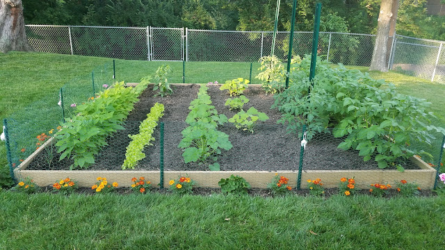 Growing a garden in the suburbs