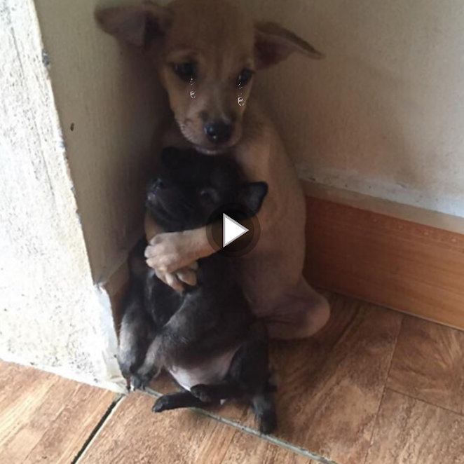 Two Abandoned Puppies Won’t Stop Hugging Each Other Even After Being Rescued