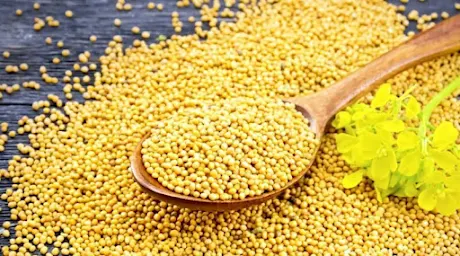 Benefits of Mustard Seed