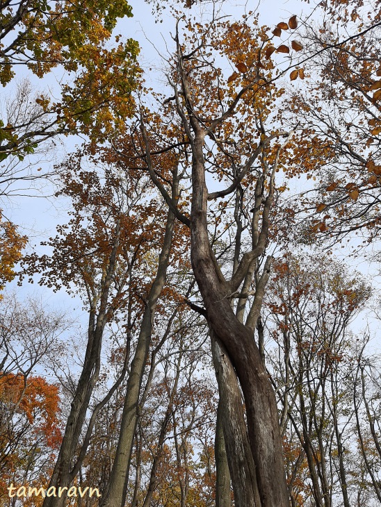 Мелкоплодник ольхолистный / Рябина ольхолистная (Micromeles alnifolia, =Sorbus alnifolia)