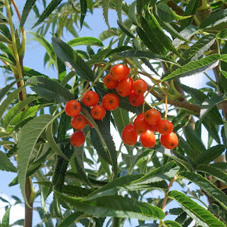 Sorbus 'Dodong'