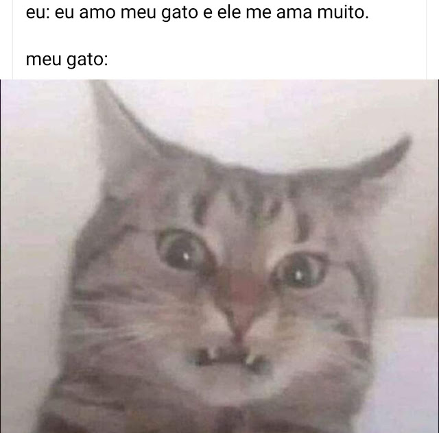 70 memes para quem ama gatos