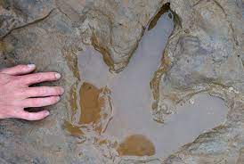 Tempat Ditemukannya Sebagian Besar Jejak Kaki Dinosaurus