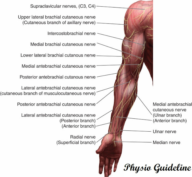Nerves in the upper lims