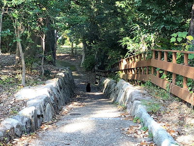 星田公園（新宮山八幡宮址）の黒猫