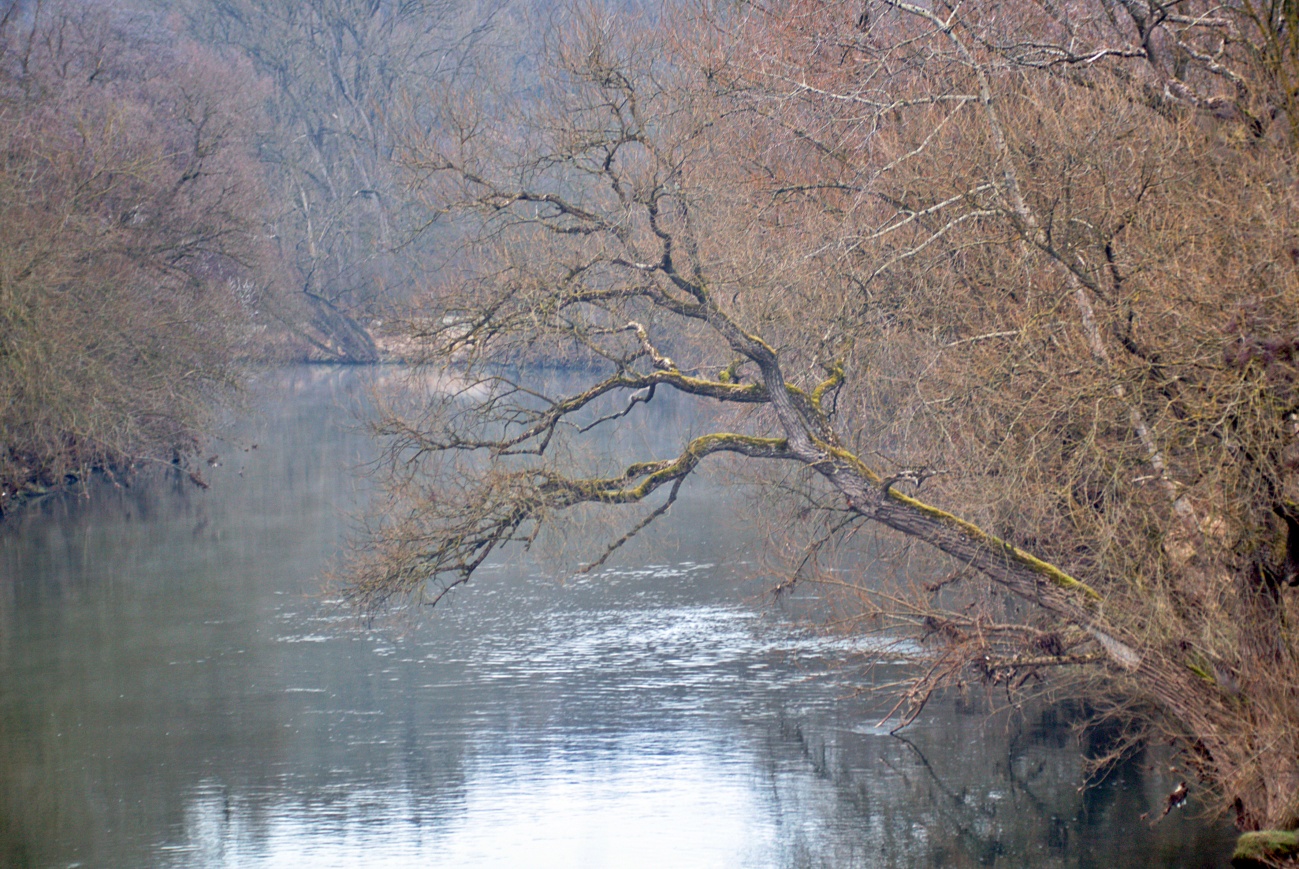 Bild der Woche #109 (KW 04/2022) — Der schräge Baum am Neckar