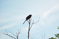 Pássaro preto pousado em galho ao amanhecer
