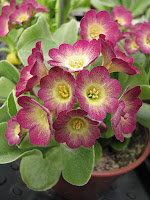 auricula 'Carnaval'  ушковая примула бордюрные аурикулы