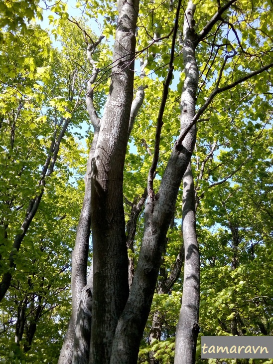 Мелкоплодник ольхолистный (Micromeles alnifolia)