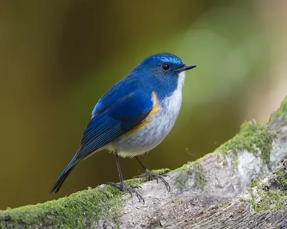 Due to its remarkable singing abilities, the Himalayan bluetail is often referred to as the canary of the Himalayas
